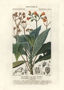 扇叶藻 作者 stanghi stanghi