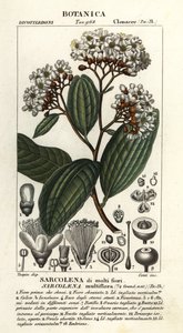 何首乌 作者 stanghi stanghi