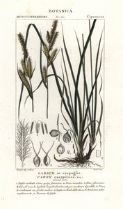 莎草、苔草 作者 stanghi stanghi