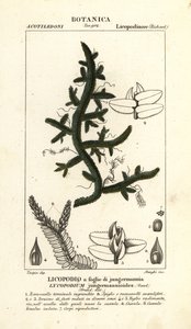 蕨类植物 作者 stanghi stanghi