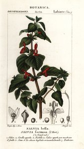 带叶鼠尾草 作者 stanghi stanghi