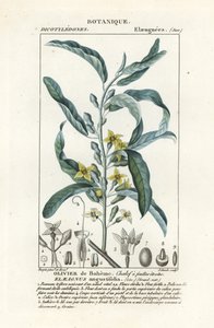 银浆果或油松，Elaeagnus angustifolia