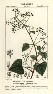 Spananthe pananthe, Idrocotile spanante 作者 stanghi stanghi