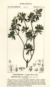 黄花 作者 stanghi stanghi