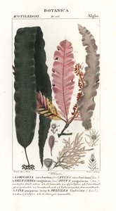 糖海带和其他海藻 作者 stanghi stanghi