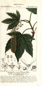 梧桐枫树或行星树枫树，Acer pseudoplatanus 作者 stanghi stanghi