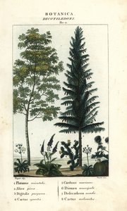 梧桐、银杉、狐尾草、刺梨等