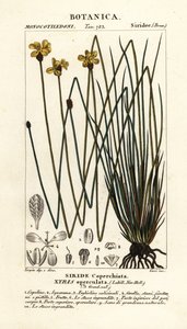 高黄眼 Xyris operculata 作者 stanghi stanghi