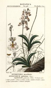 Tolumnia guttata 兰花 作者 stanghi stanghi