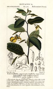 不要碰我香脂，不耐烦的不要碰 作者 stanghi stanghi