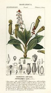 热带投手植物，Nepenthes distillatoria 作者 stanghi stanghi