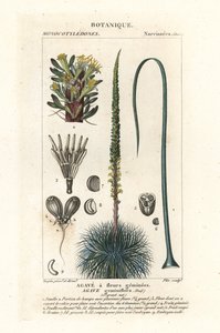 双花龙舌兰，龙舌兰 geminiflora