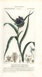 弗吉尼亚紫露草，Tradescantia virginiana