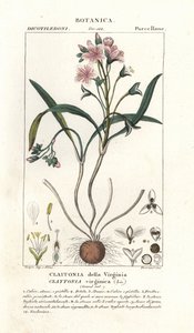 弗吉尼亚春美，Claytonia virginica 作者 stanghi stanghi