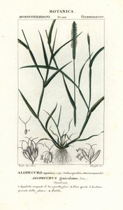 水狐尾草 (Alopecurus geniculatus) 作者 stanghi stanghi