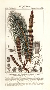 水木贼，Equisetum Fluviatile 作者 stanghi stanghi
