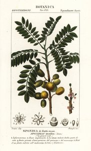 黄梅（Spondias monbin