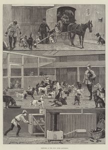 Dogs&39;Home，Battersea的草图