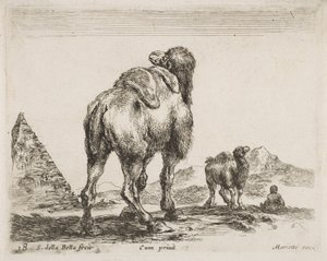 骆驼从后面看，酒吧。 1641年来自Diversi Animali