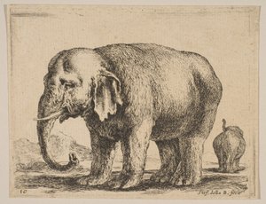 图10：大象，来自各种动物Diversi animali，ca。 1641。 作者 斯蒂法诺·德拉·贝拉