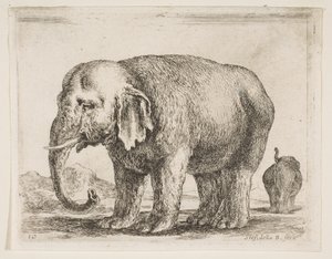 图10：大象，来自各种动物Diversi animali，ca。 1641。 作者 斯蒂法诺·德拉·贝拉