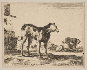 图11：狗，来自各种动物Diversi animali，ca. 1641。 作者 斯蒂法诺·德拉·贝拉