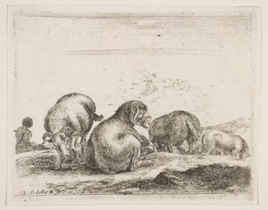 图12：牧场上的绵羊和公羊，购自Diversi animali，ca。 1641。 作者 斯蒂法诺·德拉·贝拉