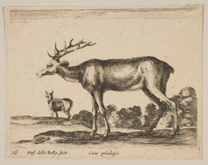 图16：雄鹿，来自各种动物Diversi animali，ca。 1641。 作者 斯蒂法诺·德拉·贝拉