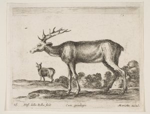 图16：雄鹿，来自各种动物Diversi animali，ca。 1641。 作者 斯蒂法诺·德拉·贝拉