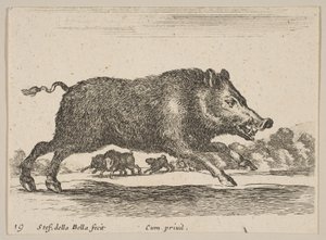 图19：野猪，来自各种动物Diversi animali，ca。 1641。 作者 斯蒂法诺·德拉·贝拉