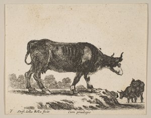 图7：牛，来自各种动物Diversi animali，ca。 1641。 作者 斯蒂法诺·德拉·贝拉