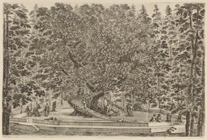 栖息的树》，可能是1653年。 作者 斯蒂法诺·德拉·贝拉