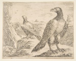 两只老鹰，来自Eagles Les aigles，ca。 1651。