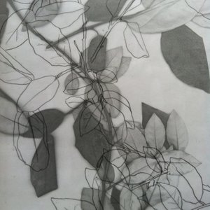 植物学》，2014 年（数字） 作者 史蒂芬·道