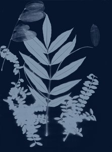 青叶 01，2017 （数字） 作者 史蒂芬·道