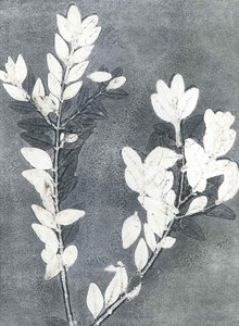 午夜花园 III》，2015 年（纸上单版画） 作者 史蒂芬·道