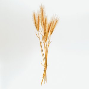 大麦 01 号，2020 年（照片）