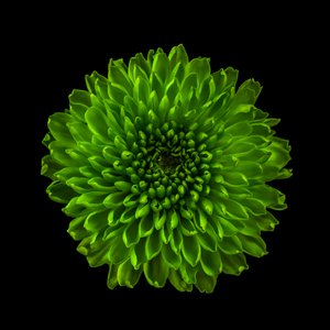 菊花 01 号，2020 年（照片）