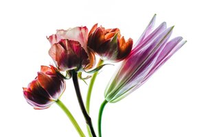 一组四朵花，2021 年（照片）