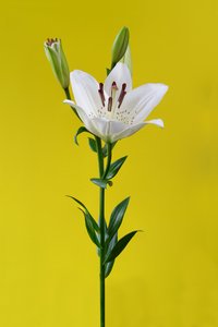 黄色百合花，第 01 号，2020 年（照片）
