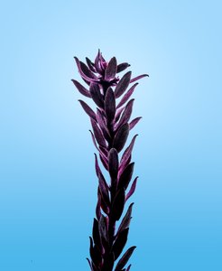 紫花地丁，2021 年（照片） 作者 史蒂夫·加拉格尔