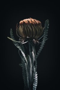 单株山茶花，2021 年（照片） 作者 史蒂夫·加拉格尔