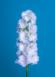 白色 Delphiniuml，2020 年（照片）