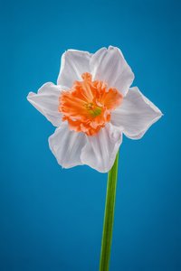 白色和橙色水仙花，2021 年（照片）
