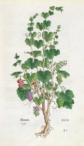 来自De Historia Stirpium的葡萄藤（Vitis Vinifera）植物板由Leonard Fuchs（1501-66）1543 作者 瑞士学校