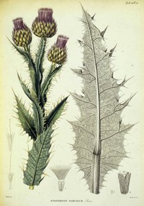 Onopordon的标本。植物学家皮埃尔-埃德莫德-布瓦西埃《西班牙中部植物之旅》中的植物图版 作者 瑞士学校