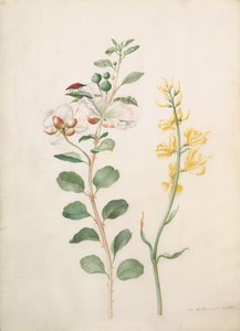 辣椒、戈尔斯和一只甲虫的研究，1693年。 作者 西比拉·梅里安