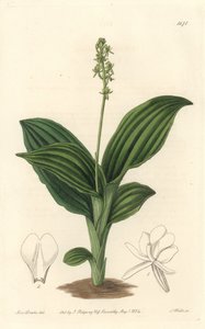 非洲利帕里斯兰花--S.沃茨的《Water forte》，出自莎拉-安妮-德雷克（1803-1857）的插图，来自《植物志》。 作者 西德纳姆·泰斯特·爱德华兹