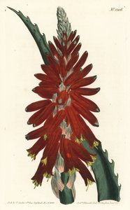 芦荟树--窄叶剑叶芦荟，Aloe arborescens。F. Sansom Jr.根据Sydenham Edwards的插图进行的手绘铜版画，出自William Curtis的植物学杂志，T. Curtis，伦敦 作者 西德纳姆·泰斯特·爱德华兹