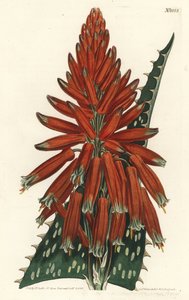 Aloes macule - 肥皂或斑马芦荟，Aloe maculata（斑叶芦荟，Aloe picta）。F. Sansom Jr.根据Sydenham Edwards的插图进行的手绘铜版画，出自William Curtis的植物学杂志，T. Curtis，伦敦 作者 西德纳姆·泰斯特·爱德华兹